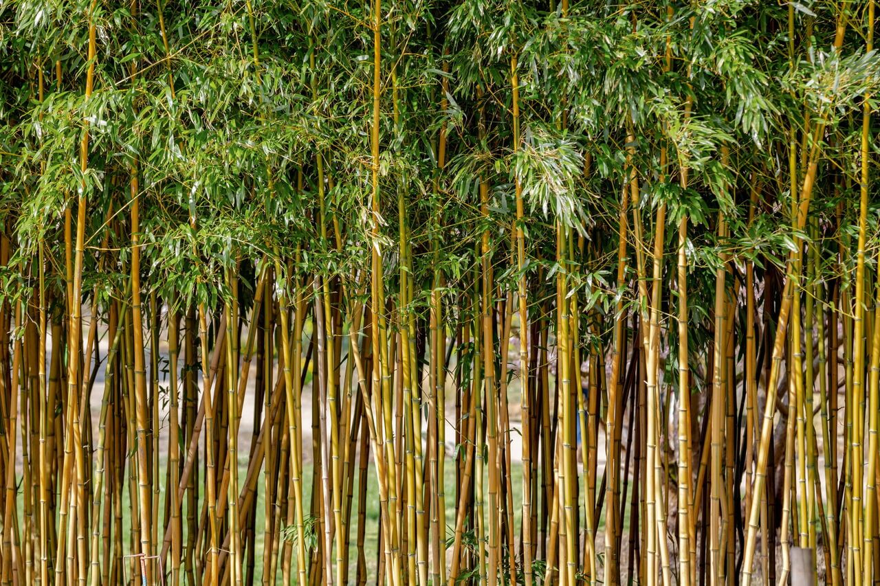  توسعه جنگل های بامبو به سود گیلان است