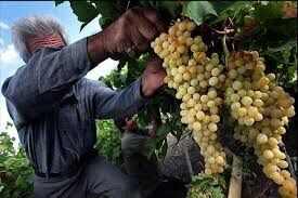 ۸۰ درصد اقتصاد «خلیل آباد» خراسان رضوی برپایه کشاورزی است