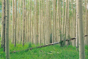 یک تیر و چند نشان طرح ملی زراعت چوب در گلستان