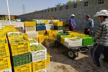 برداشت و فرآوری محصول انگور در میاندوآب