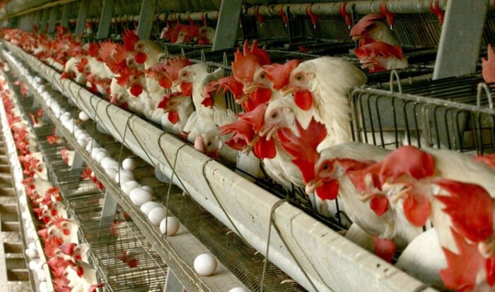 تولید تخم مرغ در تایباد افزایش یافت