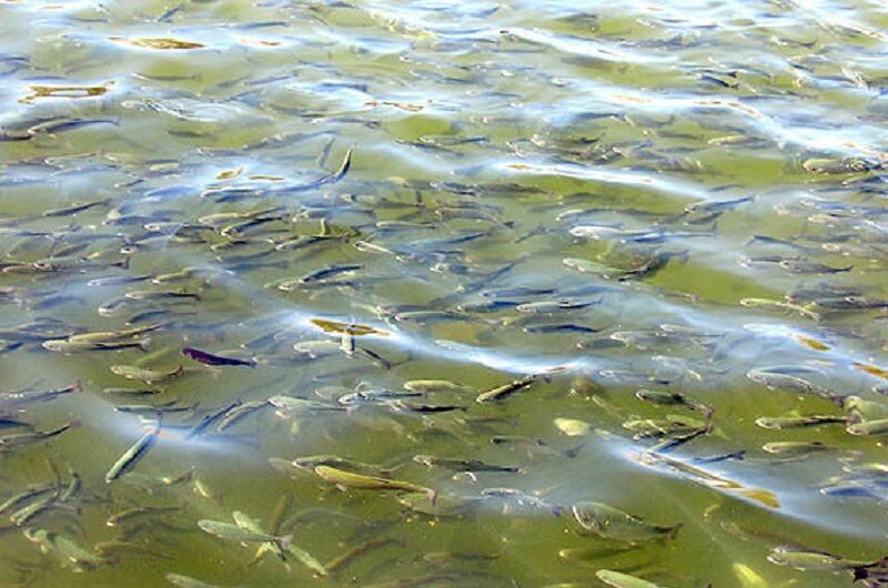 آبادان - ایرنا - 80 هزار قطعه بچه ماهی از نوع بومی  بنی  به منظور احیای...