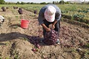 ۲ هزار و ۵۰۰ خانوار روستایی خراسان شمالی بیمه اجتماعی شدند