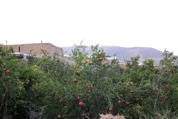 روستای گورچین قلعه