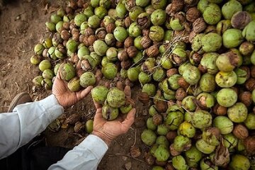 سرما به ۷۵ درصد محصول گردو در دامغان خسارت زد