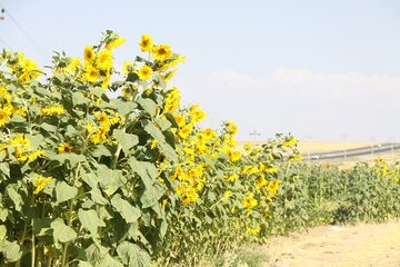 مزرعه آفتابگردان در مهاباد