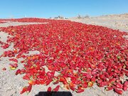 ۲۵۰۰ تن فلفل قرمز در داورزن تولید شد