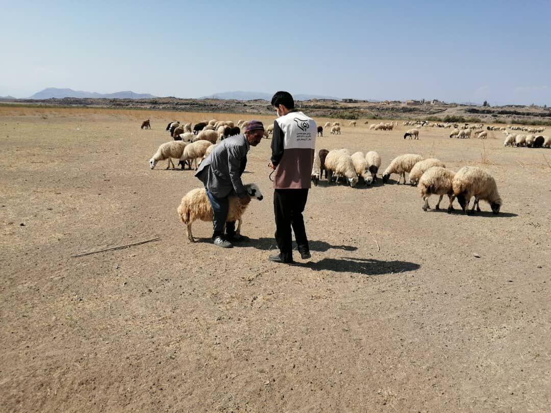  گروه جهادی دامپزشکی به روستاهای محروم پلدشت اعزام شد