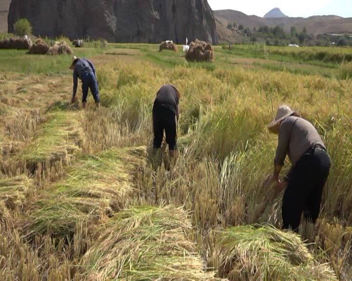برداشت برنج از شالیزارهای مشگین‌شهر آغاز شد