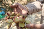 تلخکامی پسته‌کاران میبد و سودی که به جیب دلالان می‌رود