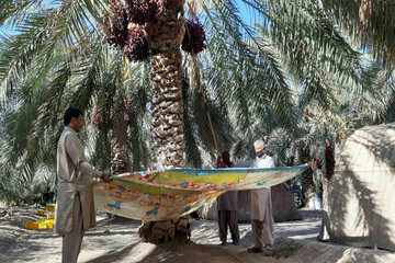 ۱۰۲ واحد بسته بندی خرما در سیستان و بلوچستان فعال است