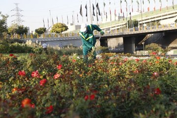 آغازکاشت گلهای پاییزه در شرق تهران  
