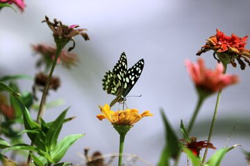 تصویر گل و پروانه