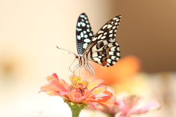 تصویر گل و پروانه