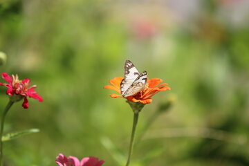 تصویر گل و پروانه