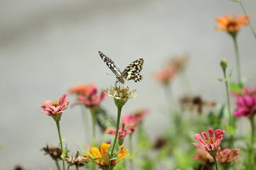 تصویر گل و پروانه