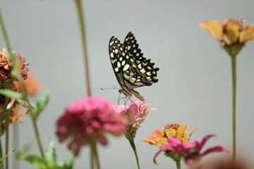 تصویر گل و پروانه