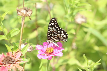 تصویر گل و پروانه