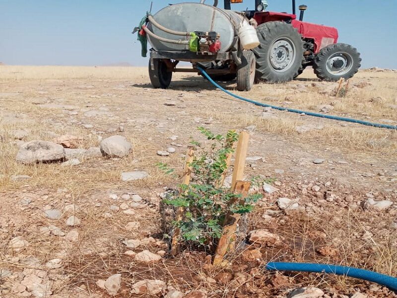 470 هکتار از منابع طبیعی گتوند غنی‌سازی شد
