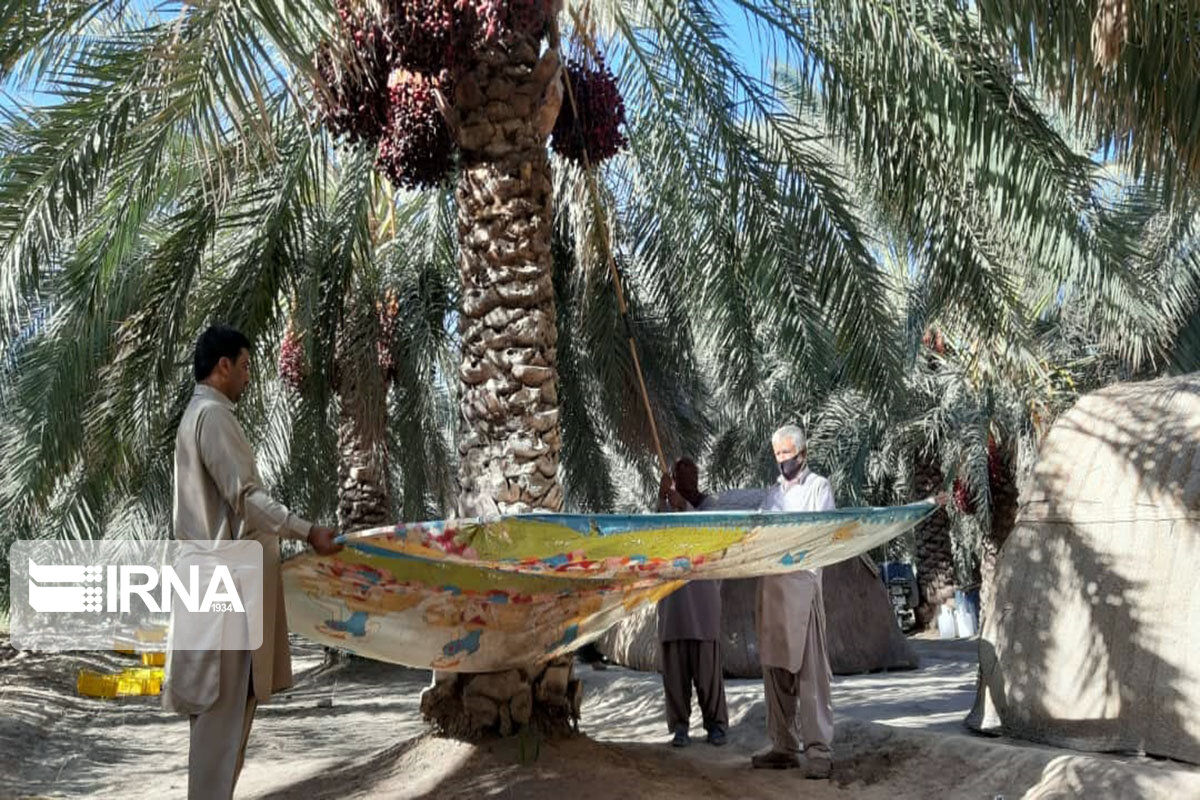 ۱۰۲ واحد بسته بندی خرما در سیستان و بلوچستان فعال است