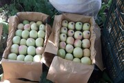 امسال بیش از ۱۶۰ هزار تن سیب از باغ‌های اشنویه تولید می‌شود