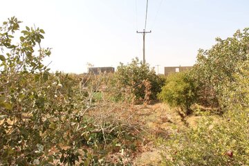 Pistachio trees in central Iran