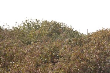 Pistachio trees in central Iran