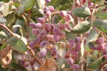 Pistachio trees in central Iran