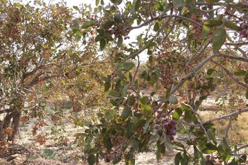 Pistachio trees in central Iran