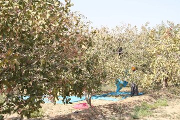 Pistachio trees in central Iran