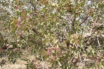 Pistachio trees in central Iran