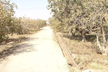 Pistachio trees in central Iran