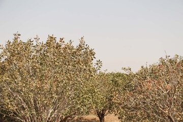 Pistachio trees in central Iran