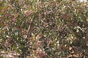 Pistachio trees in central Iran