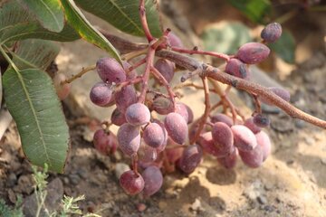 Pistachio trees in central Iran