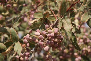 Pistachio trees in central Iran