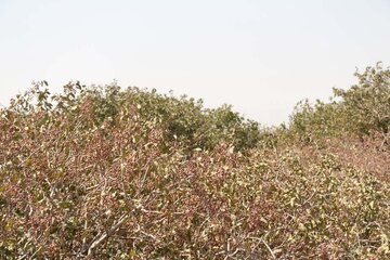 Pistachio trees in central Iran