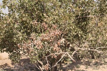 Pistachio trees in central Iran