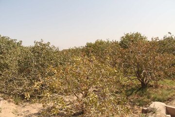 Pistachio trees in central Iran