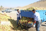 ۳ مرکز جمع آوری سیب زیردرختی در مهاباد تعیین شد