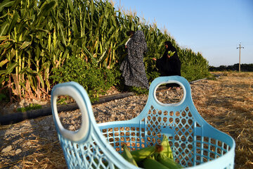 «شیخ عبود» روستای سرداران شهید