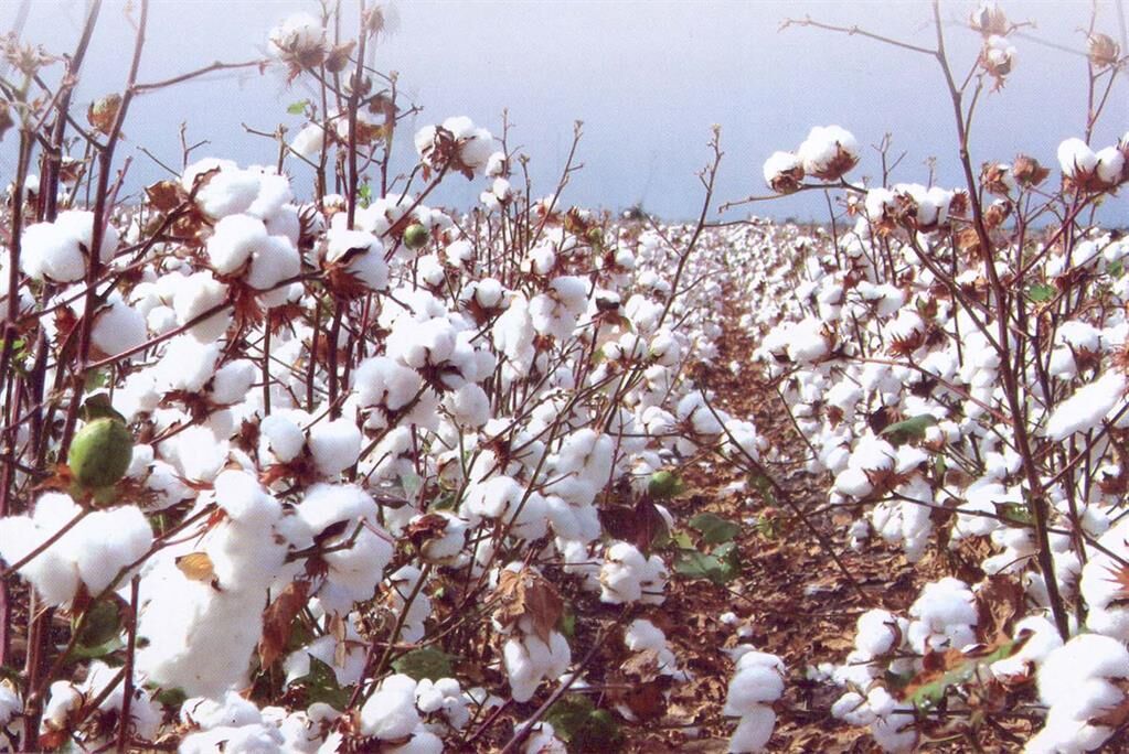 Fars Province eminent cotton producer in Iran