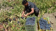تولید انگور در سروآباد ۳۰ درصد افزایش یافت