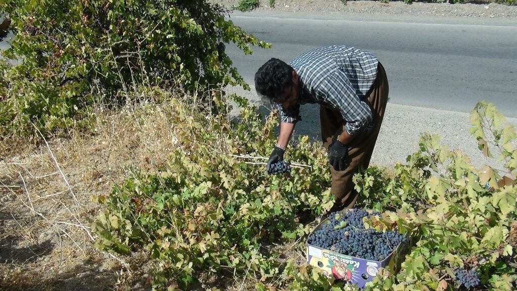 برداشت انگور در سروآباد