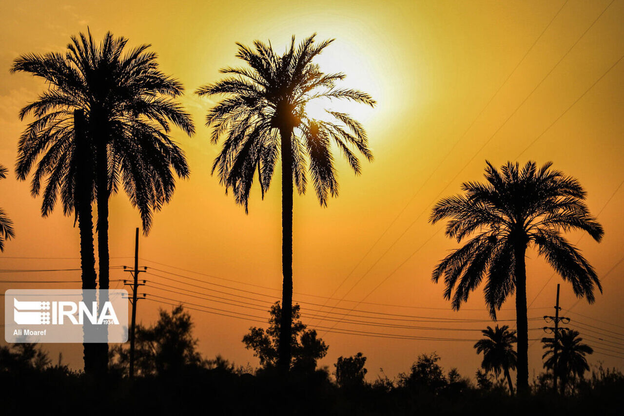 طویبه؛ سکوتی به بلندای نخل، لذتی به شیرینی خرما