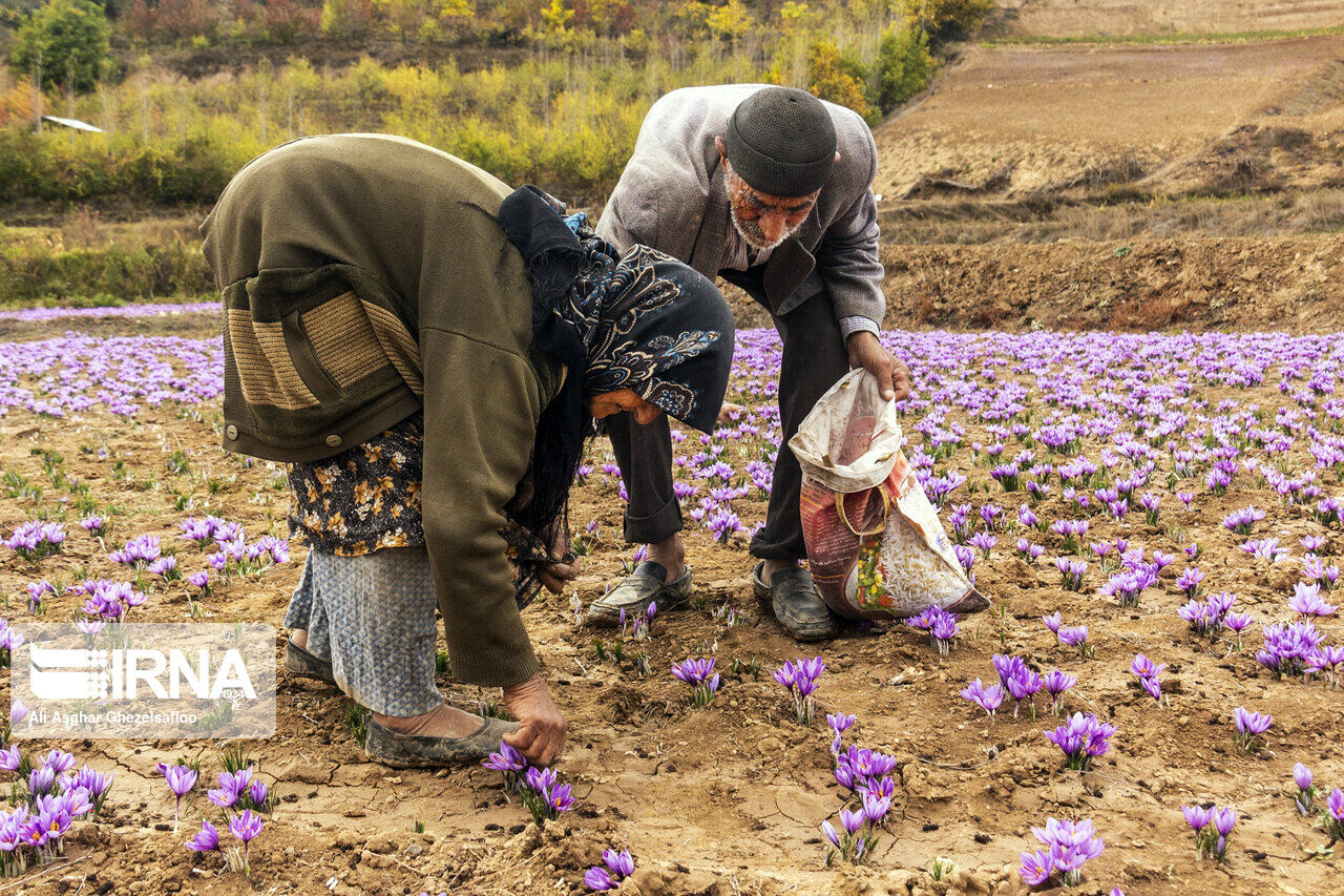 استشمام رایحه خوش زعفران در فضای توسعه لرستان