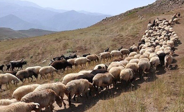 رییس منابع طبیعی پاسارگاد: ورود غیرمجاز دام به مراتع ممنوع است