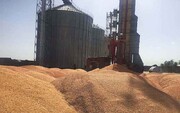 گندم موردنیاز خوزستان تا اردیبهشت ذخیره‌سازی شد