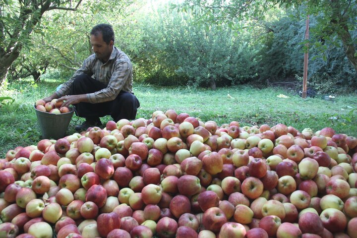 گذر از کشاورزی معیشتی راهکار رونق اقتصاد جوامع محلی