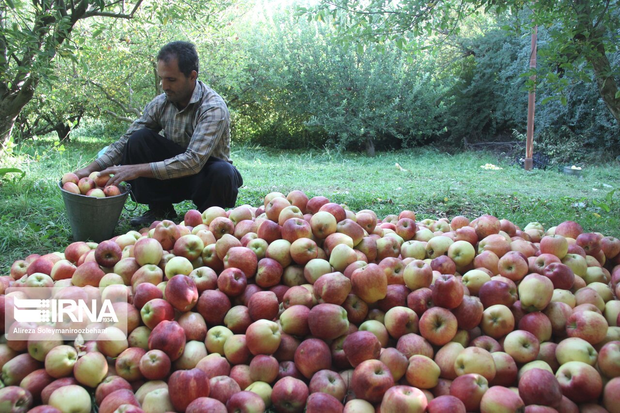  ۲۰۰ تن سیب شب عید لرستان در بروجرد تامین می‌شود